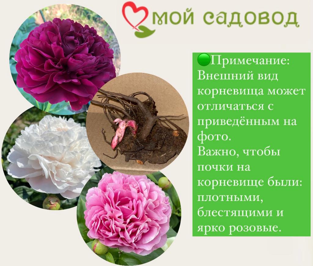 Пион травянистый Феликс Круз