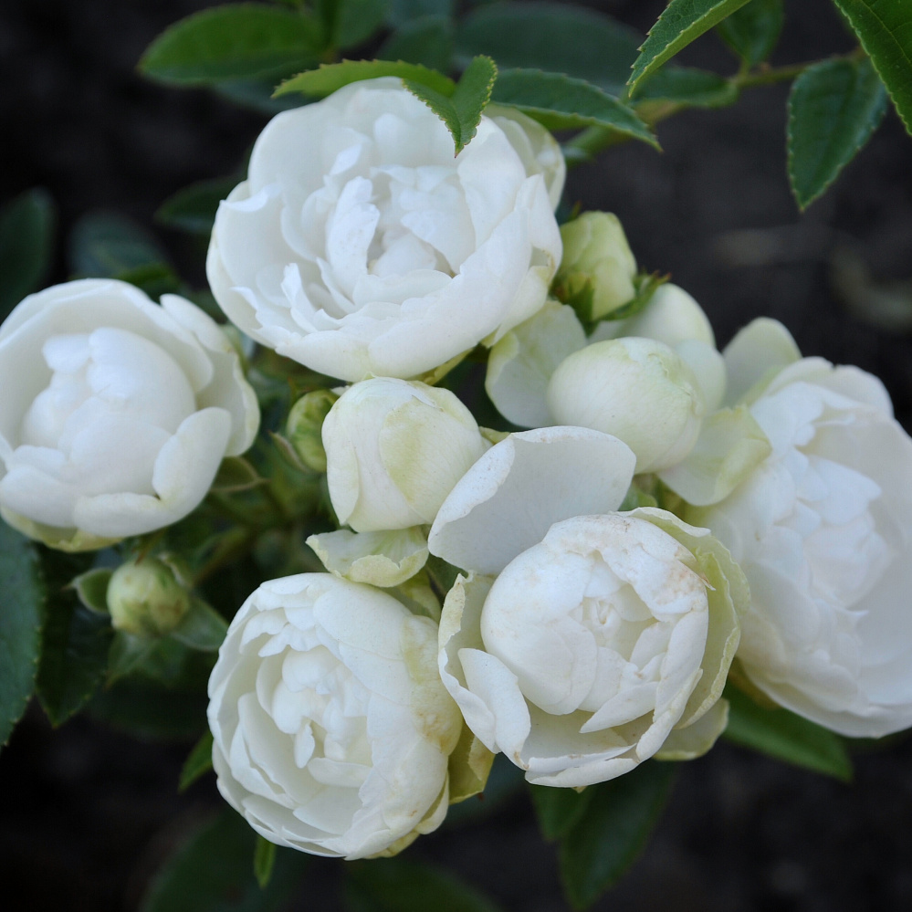 Роза полиантовая Морздаг Уайт (Morsdag White)