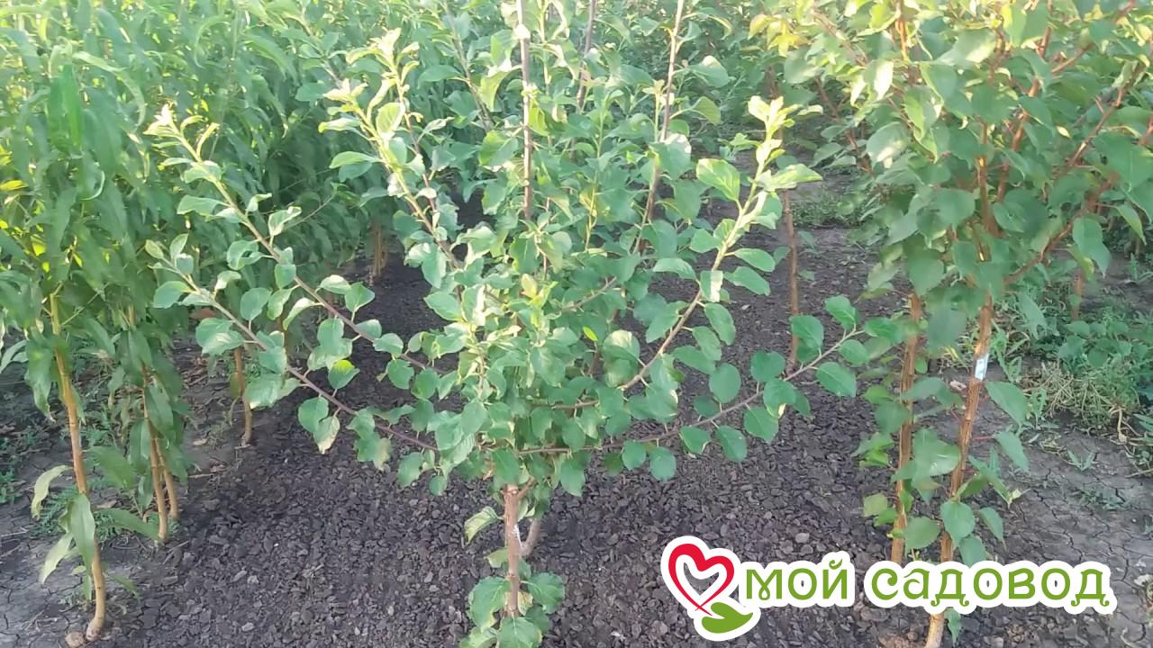 Слива То Че Сан